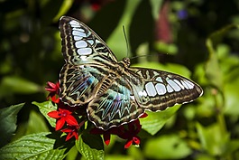 帆船,蝴蝶,昆蟲