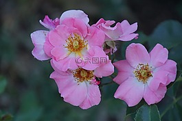 糖果-玫瑰,meilland,玫瑰