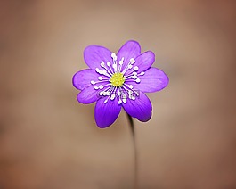 赫帕卡,花,開花
