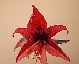 孤挺花,锥花序,球茎植物