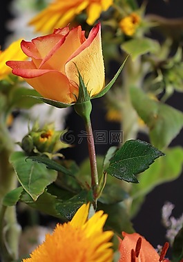 玫瑰,鮮花,植物區(qū)系
