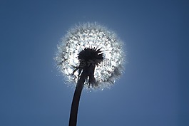 蒲公英,天空,性質
