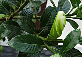 栀子,芽,茜草科