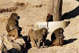 狒狒,幼畜,家庭