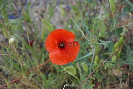klatschmohn,罌粟,性質(zhì)