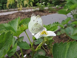 蝴蝶,性質(zhì),花