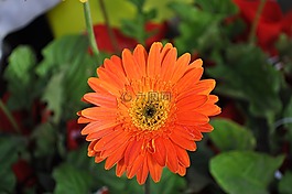 橙色,花,性質(zhì)