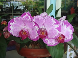 蘭花,花的,植物
