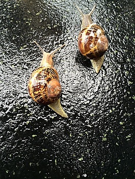 蝸牛,雨,秋天