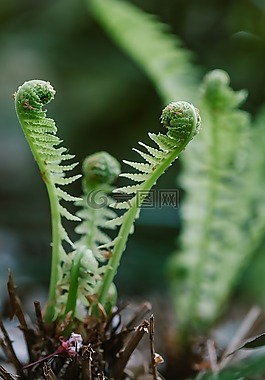 蕨類植物,綠色,森林