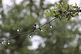 蜂鳥,鳥,野生動物