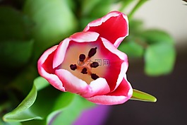 鮮花,花束,玫瑰