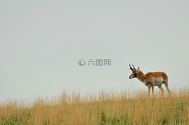 羚羊,景觀,自然