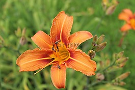 百合,花,昆蟲