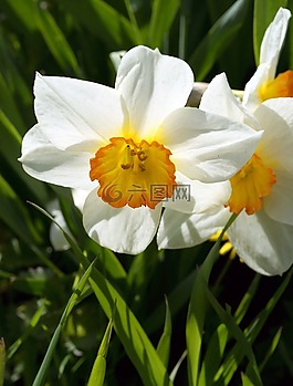 花卉,水仙,夏季