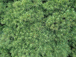 針,針葉樹,特寫