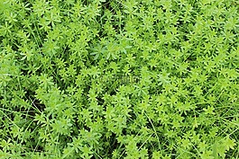 綠色,植物,苔
