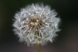 性質(zhì),花,蒲公英褪色