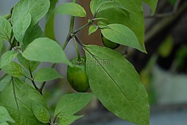 綠智利,蔬菜,性質(zhì)