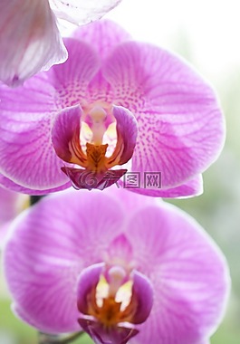 鮮花,花束,玫瑰