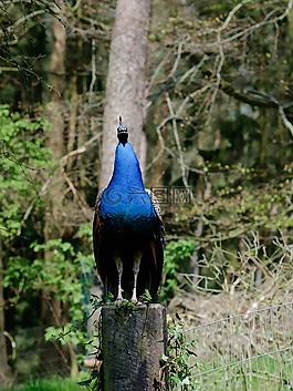 雉雞,鳥,藍(lán)色