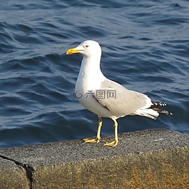 海鷗,碼頭,海