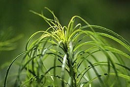 性質(zhì),草,綠色