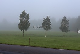 霧,樹,景觀