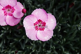 福祿考花,總線,春