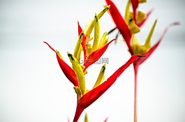 自然,葉,花