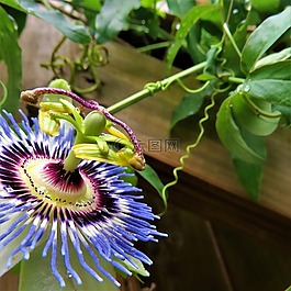 藍色,白,花