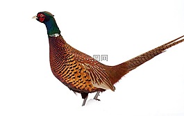 雉雞,鳥,冬天