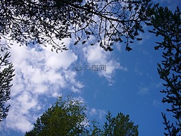 樹,天空,自然
