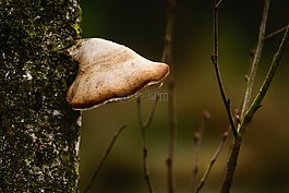 蘑菇,樹(shù),baumschwamm