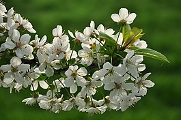 春天,開花,性質(zhì)