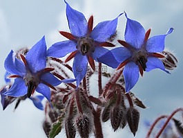 琉璃苣,开花,厂