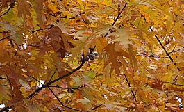 性質(zhì),樹(shù)木,樹(shù)