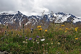 山草甸,鮮花,山