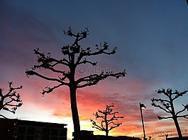 日落,平面樹,天空