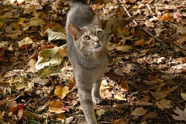 灰色的猫,猫,秋