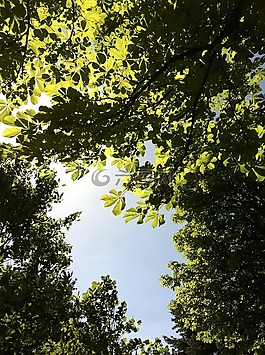 天空,板栗看,栗葉
