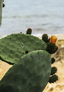 花椒梨,植物,仙人掌