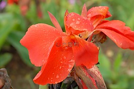 橙花,鮮花,花園