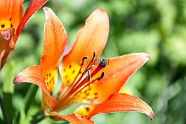 百合,虎,花