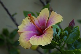 芙蓉,熱帶,異國情調(diào)