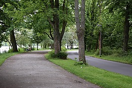 森林,路徑,樹