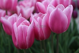 郁金香,花,自然