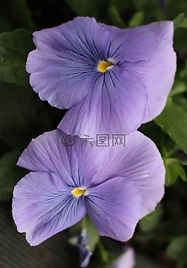 藍 pency,花,自然