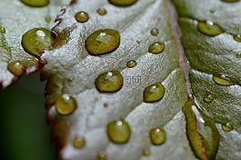 罗森布拉特,雨,滴