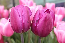 郁金香,花的,自然
